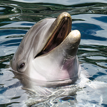 dolphin-2